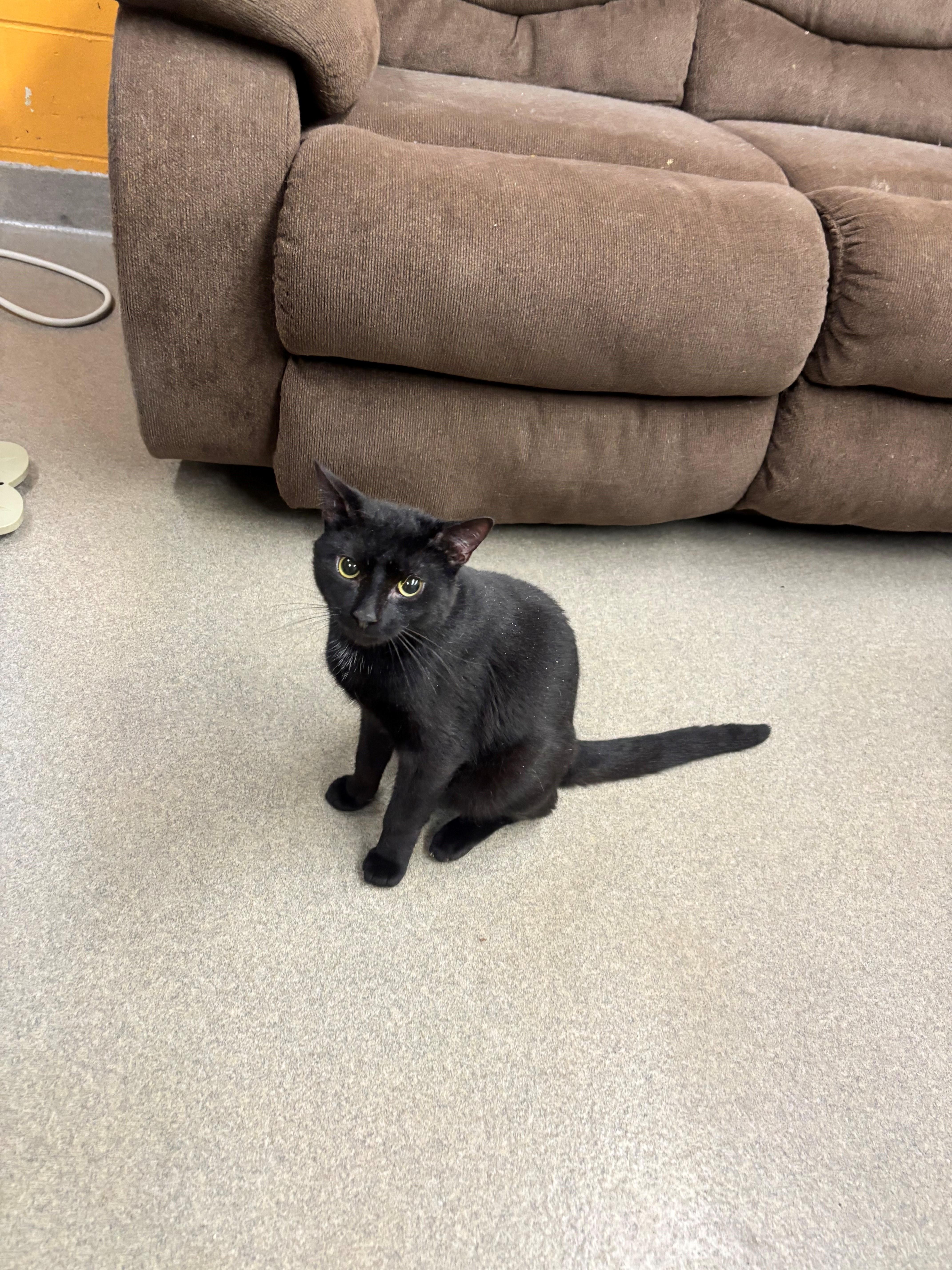 Enlarge Spenser, a Adoptable Domestic Short Hair in Edison, NJ image 2/2