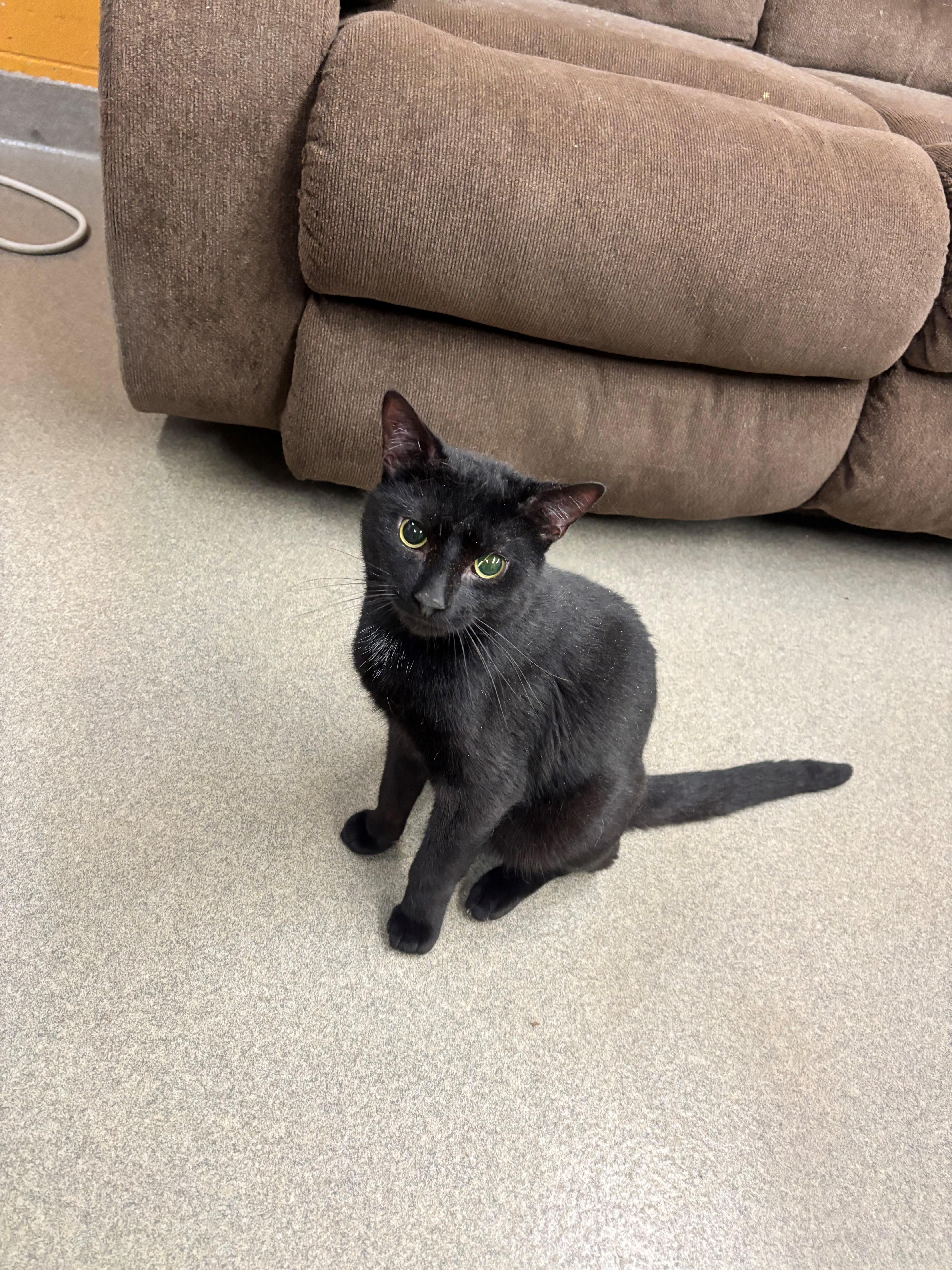 Spenser, Adoptable, Young Male Domestic Short Hair.
