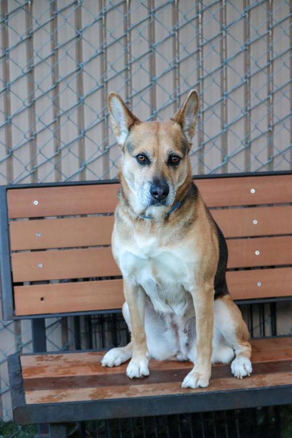 Talladega, Adoptable, Adult Female Shepherd.