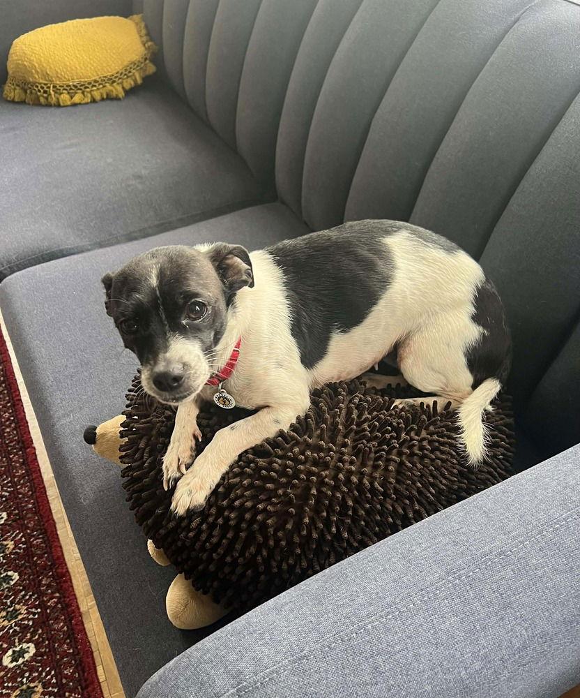 Avera, Adoptable, Adult Female Terrier.