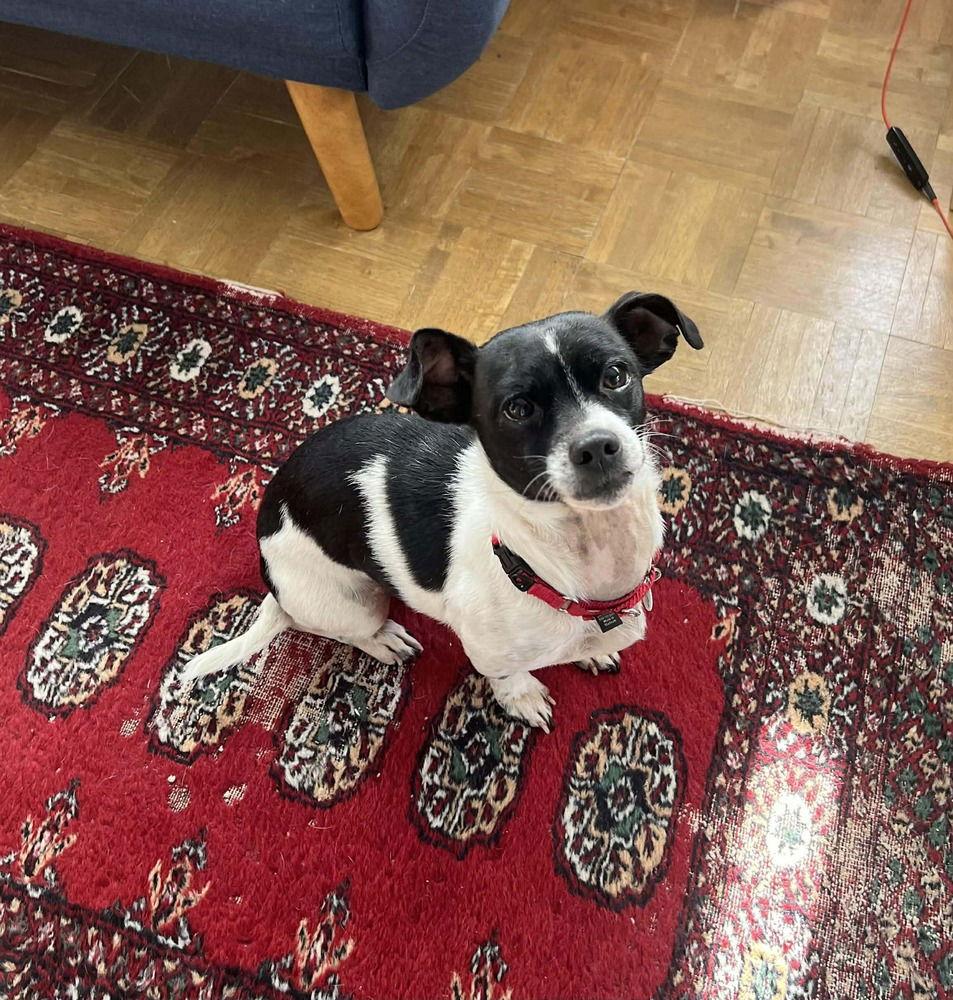 Avera, Adoptable, Adult Female Terrier.