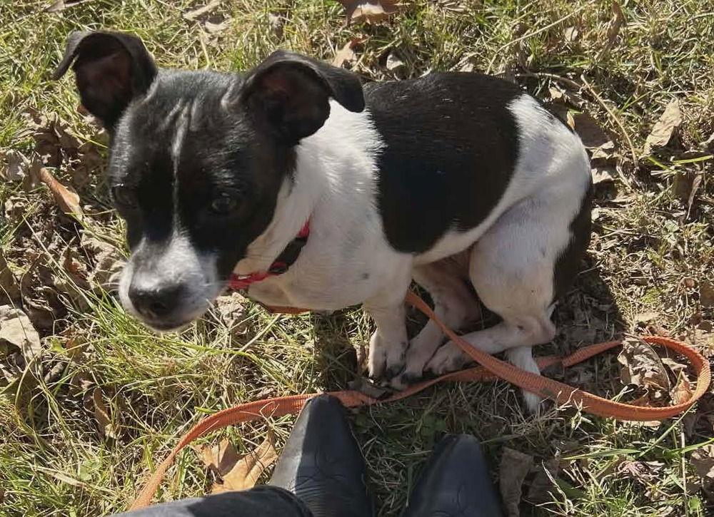 Enlarge Avera, a Adoptable Terrier in Candler, NC image 3/3