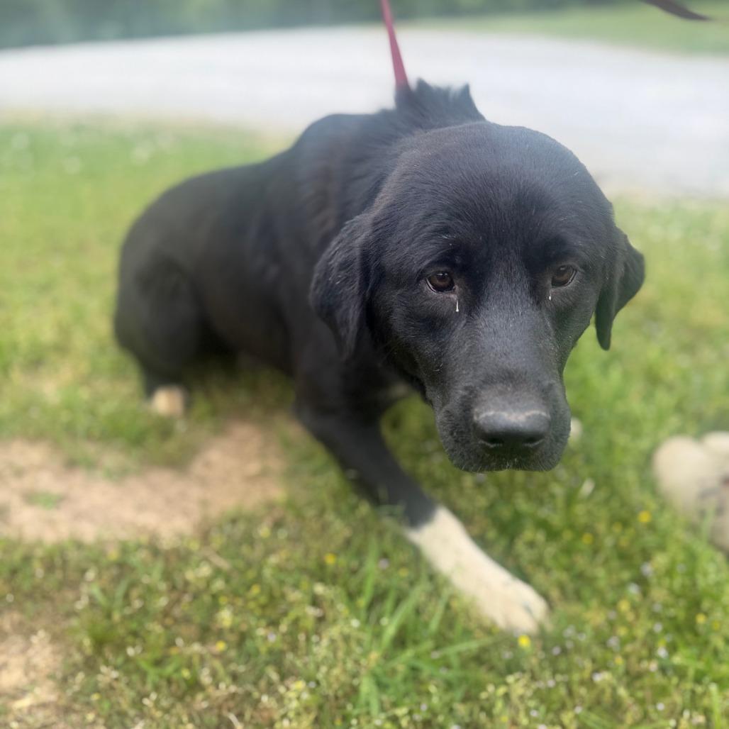 Bo, Adoptable, Adult Male Mixed Breed.