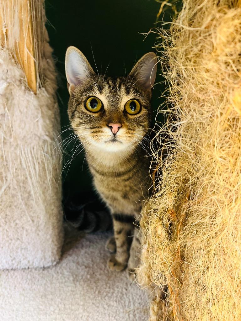 Nixie, Adoptable, Young Female Domestic Short Hair.