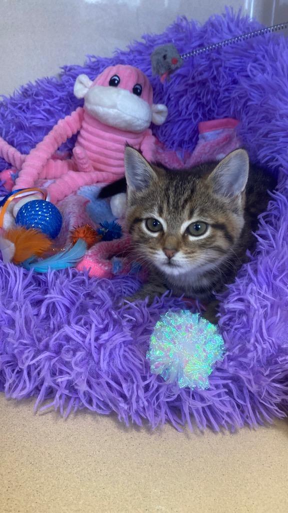 Nixie, a Adoptable mixed breed in West Union, OH image 2/5