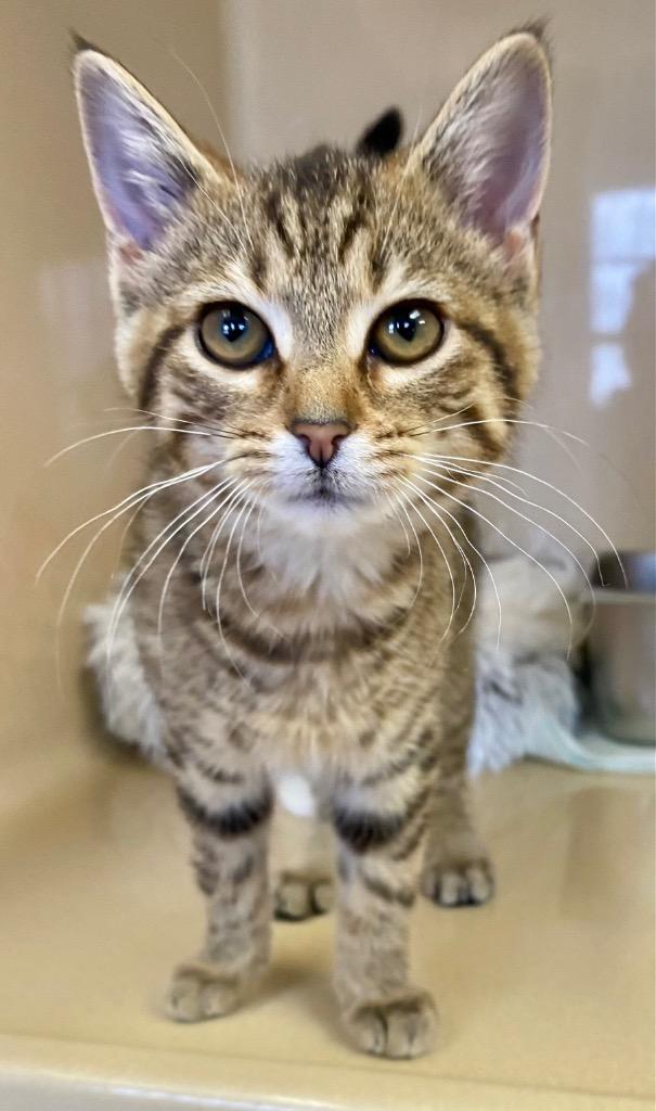 Nixie, a Adoptable mixed breed in West Union, OH image 3/5