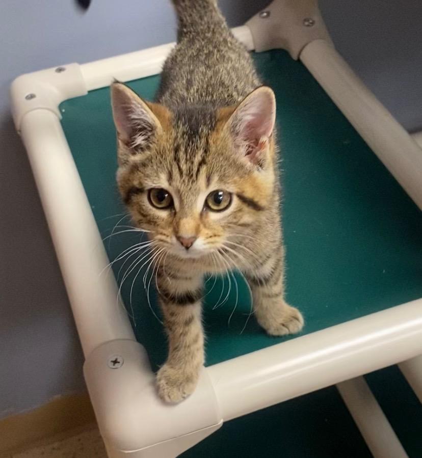 Nixie, a Adoptable mixed breed in West Union, OH image 4/5