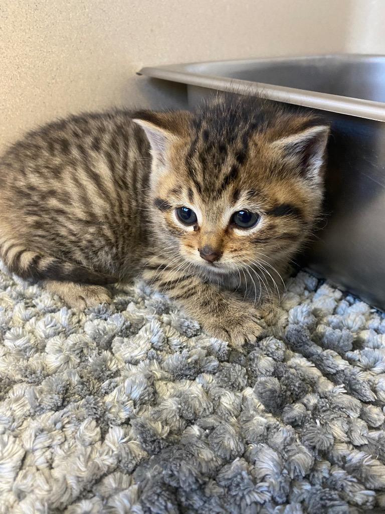 Nixie, a Adoptable mixed breed in West Union, OH image 5/5