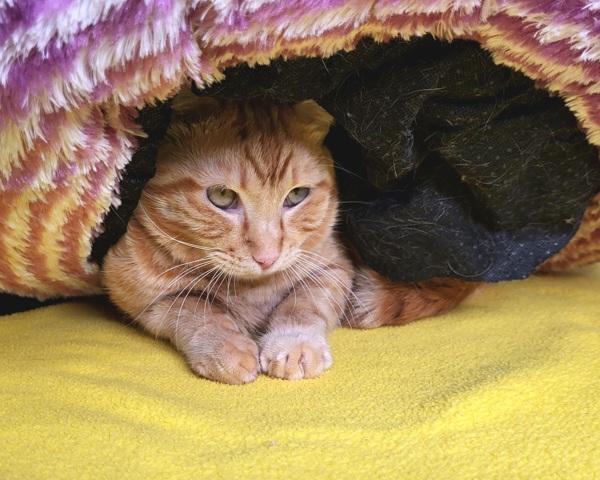 Figaro 45639, Adoptable, Adult Male Domestic Short Hair.