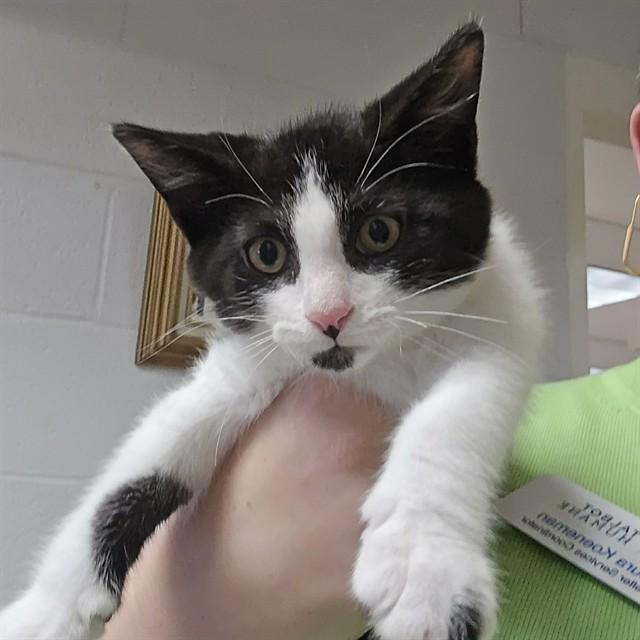 POCUS, Adoptable, Kitten Male Domestic Short Hair.