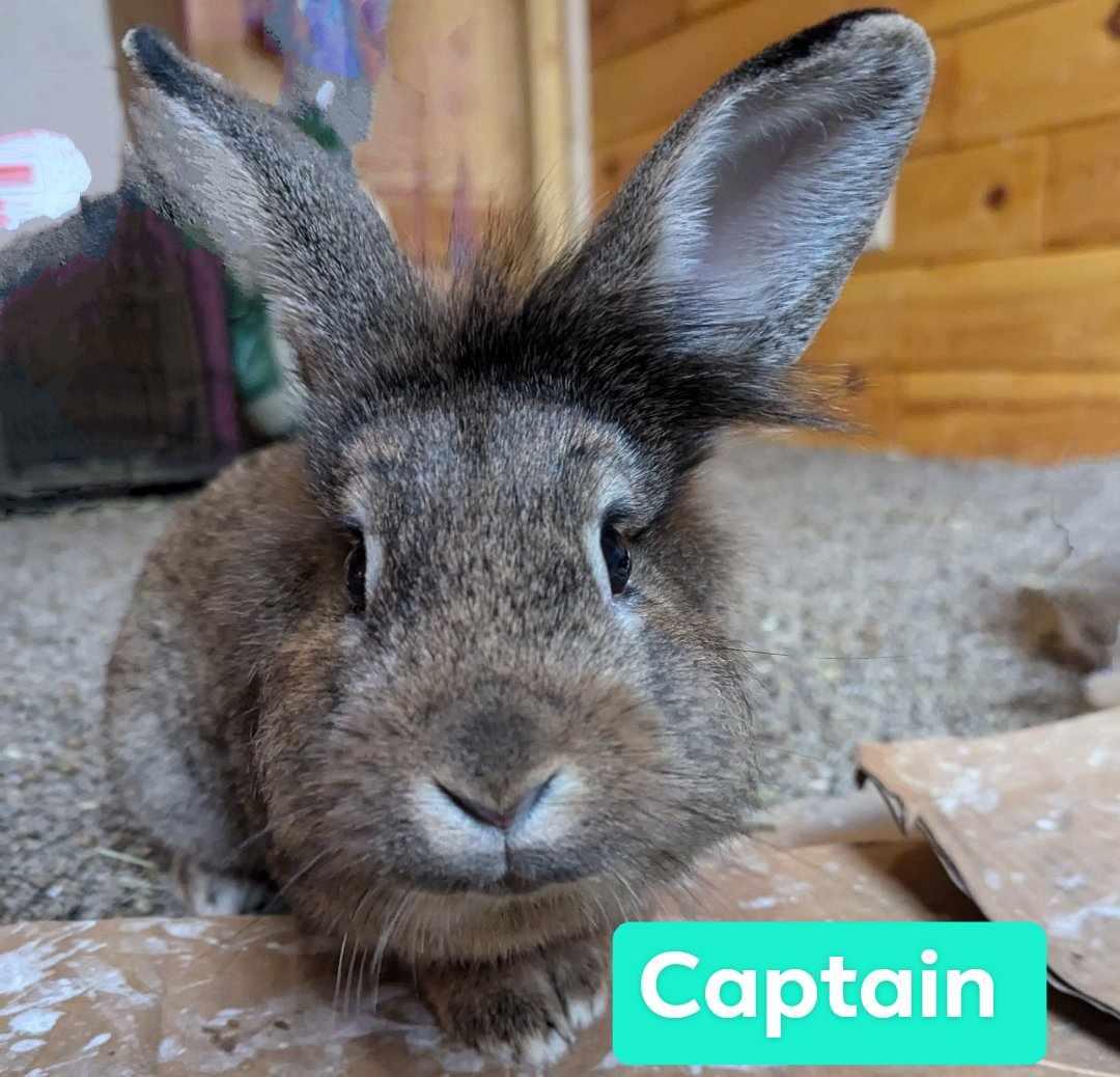 Bucky and Captain, Adopted, Young Male Lionhead.