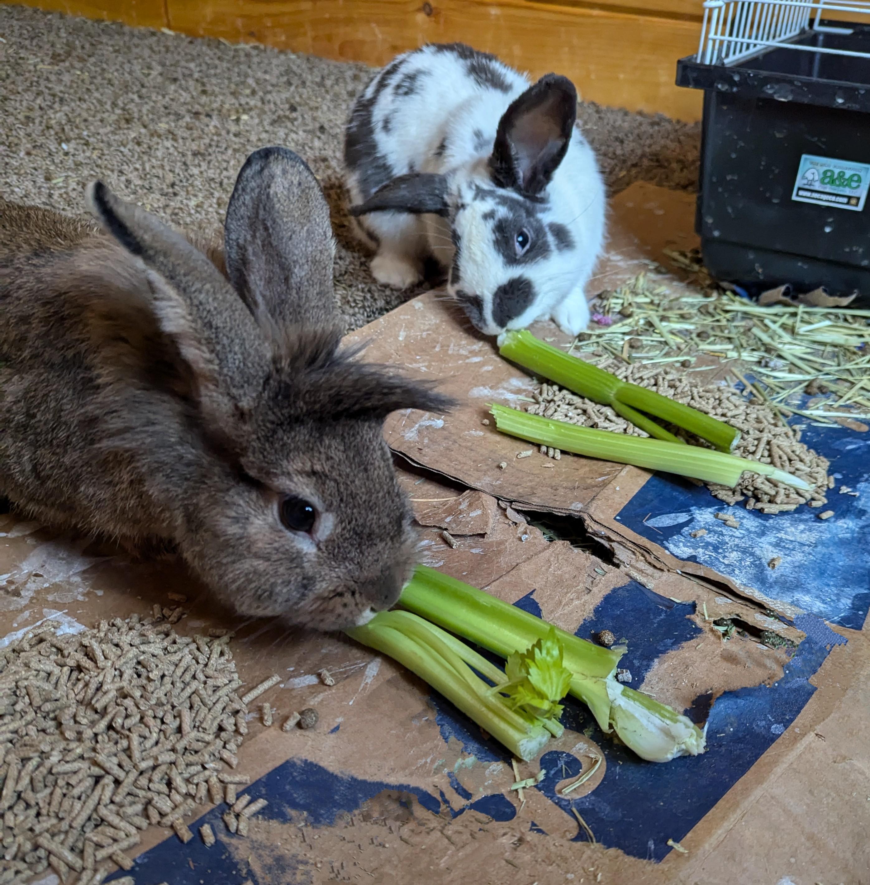 Enlarge Bucky and Captain, a Adopted mixed breed in Merrill, MI image 2/3