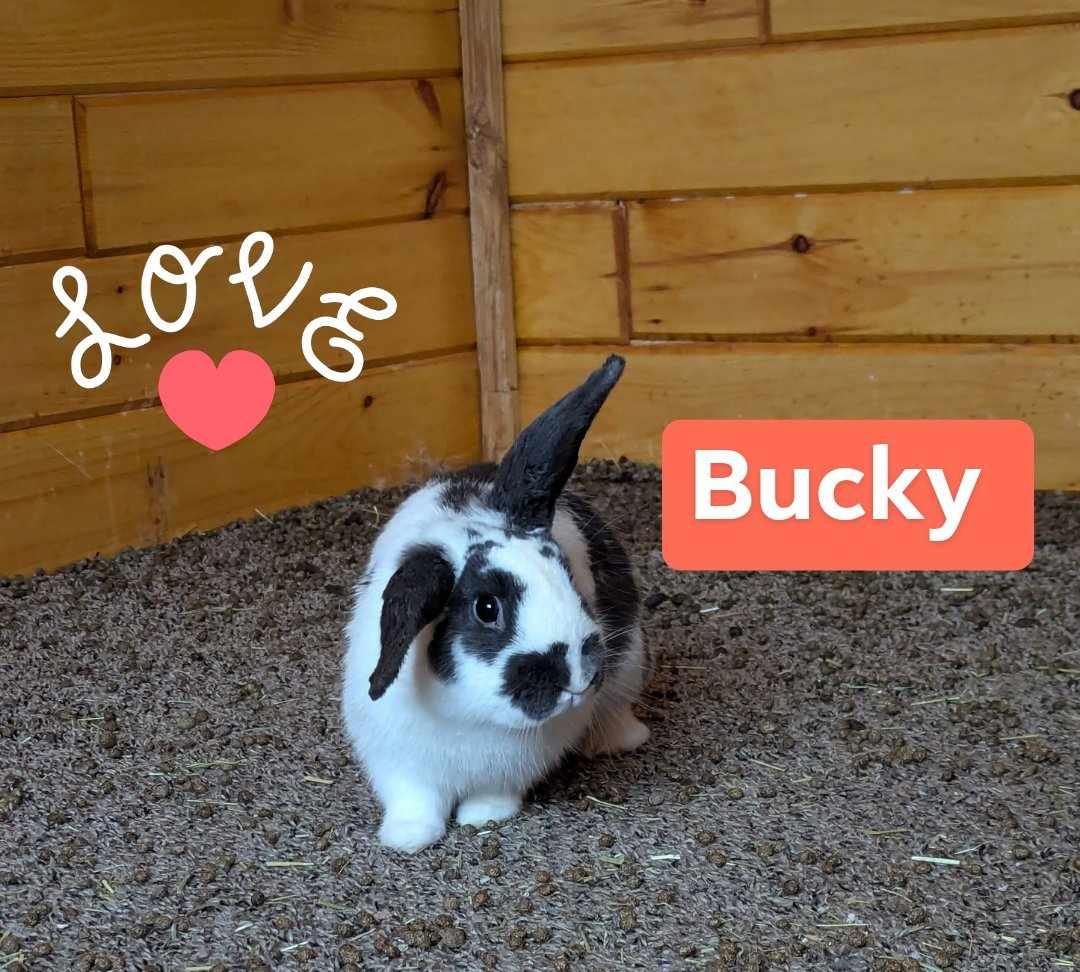 Enlarge Bucky and Captain, a Adopted mixed breed in Merrill, MI image 3/3