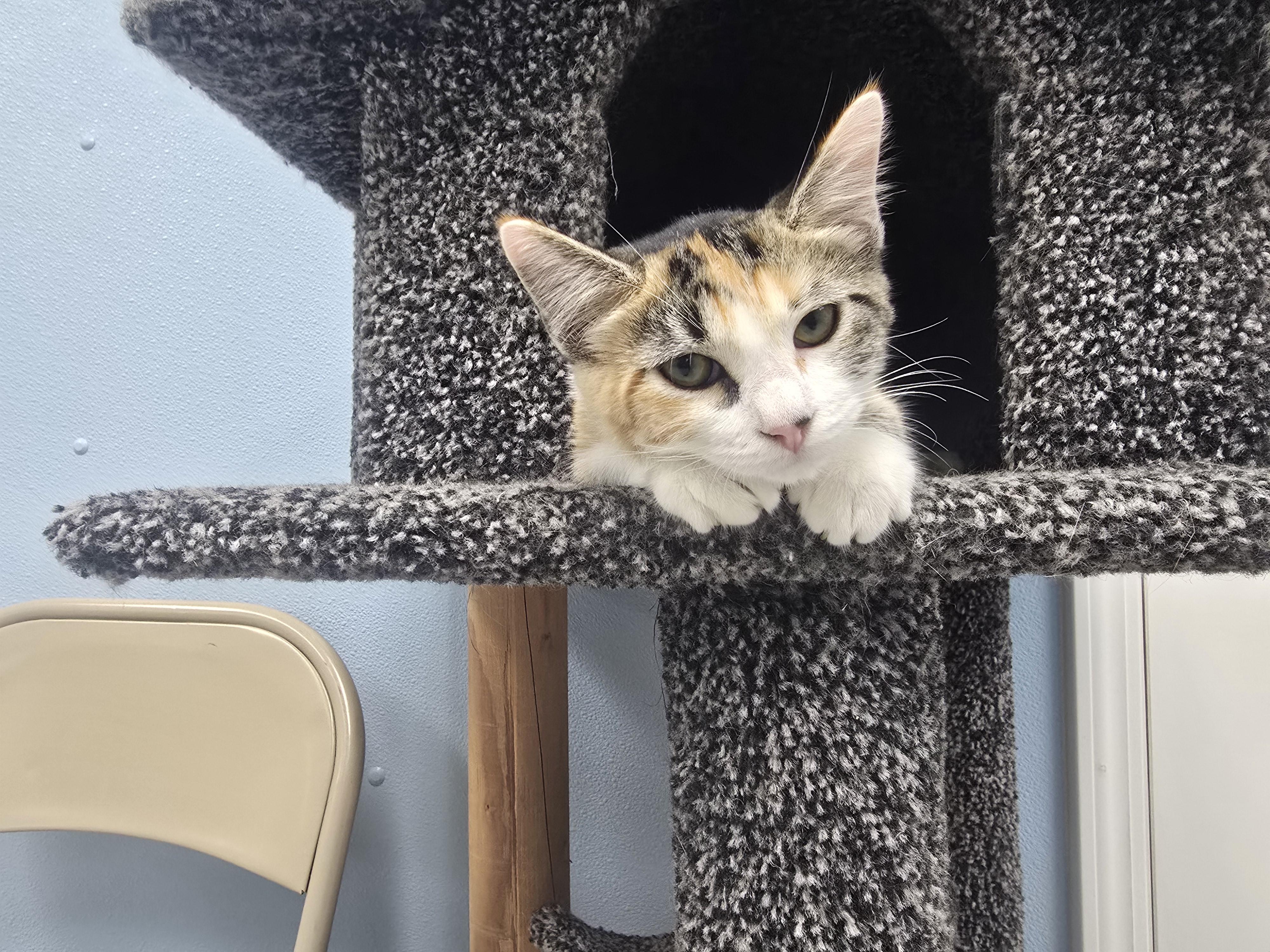 Enlarge Sprite, a Adoptable Domestic Short Hair in Farmington, MO image 1/1