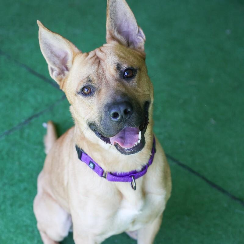 Jeter, Adoptable, Young Male Pit Bull Terrier & Shepherd.
