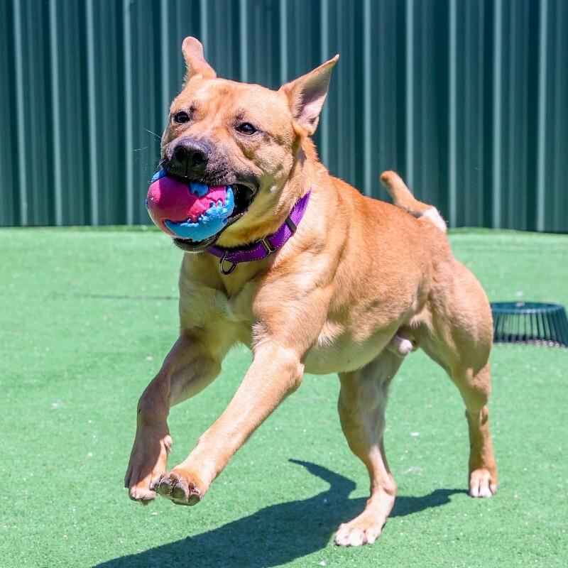 Jeter, a Adoptable mixed breed in Roanoke, VA image 2/4
