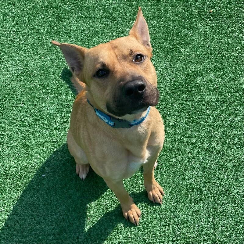 Enlarge Jeter, a Adoptable Pit Bull Terrier in Roanoke, VA image 1/2