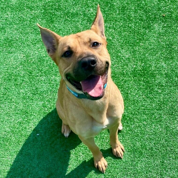 Enlarge Jeter, a Adoptable Pit Bull Terrier in Roanoke, VA image 2/2