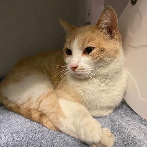 Mama Cheddar, Adoptable, Adult Female Domestic Short Hair.