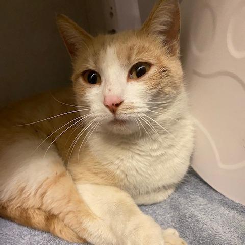 Enlarge Mama Cheddar, a Adoptable Domestic Short Hair in Dayton, OH image 2/2