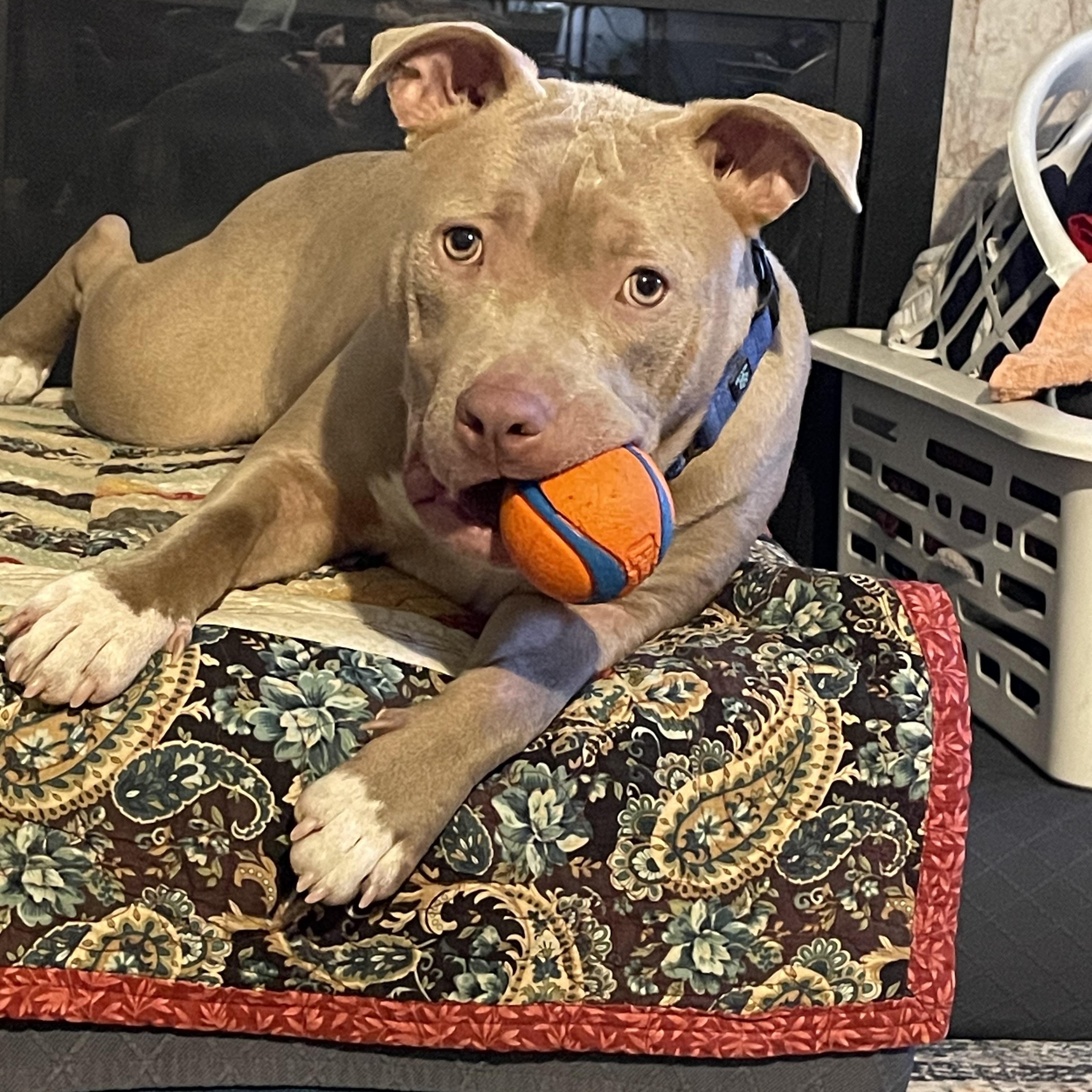 Poppy, a Adopted American Bully in Allen Park, MI image 1/5