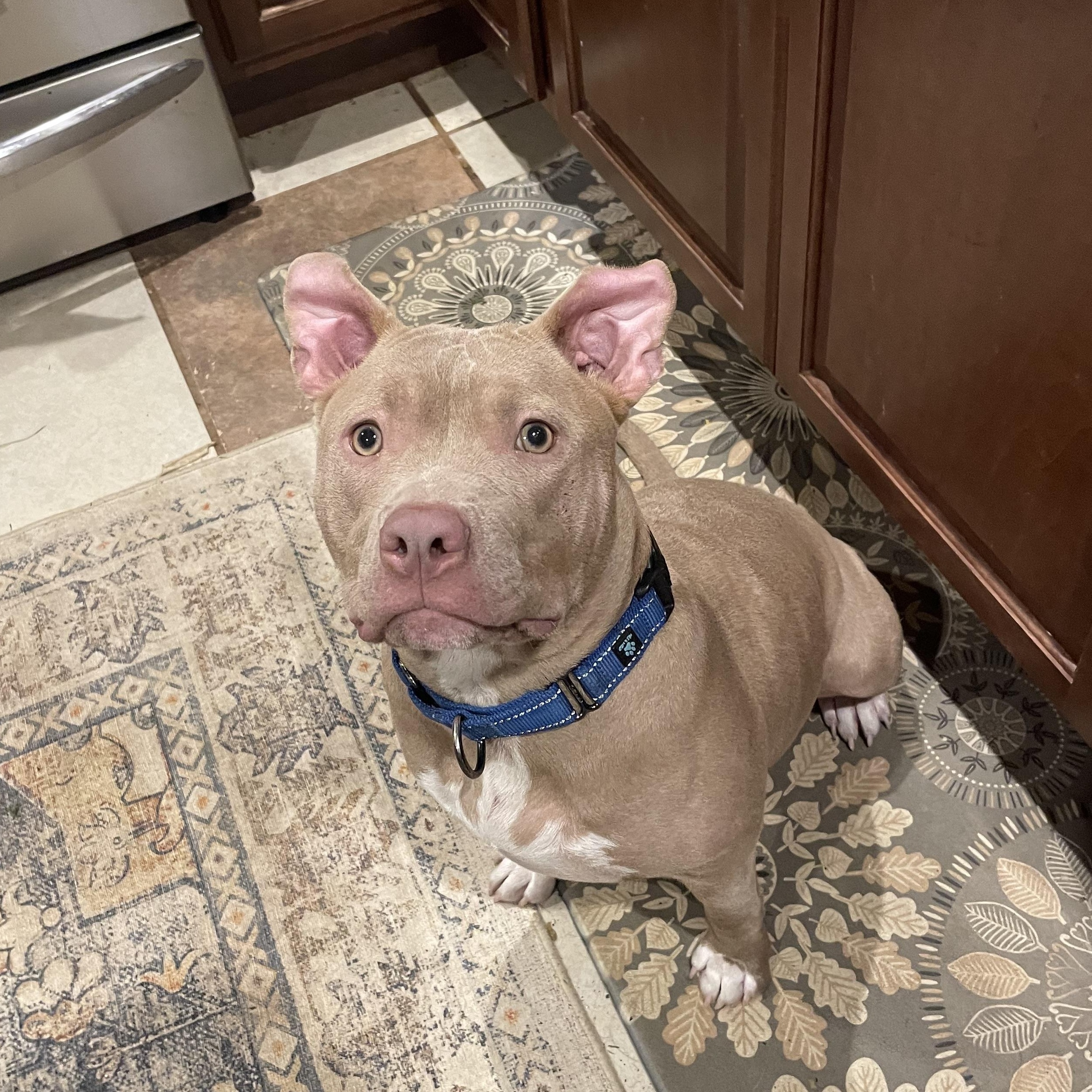 Poppy, a Adopted American Bully in Allen Park, MI image 2/5