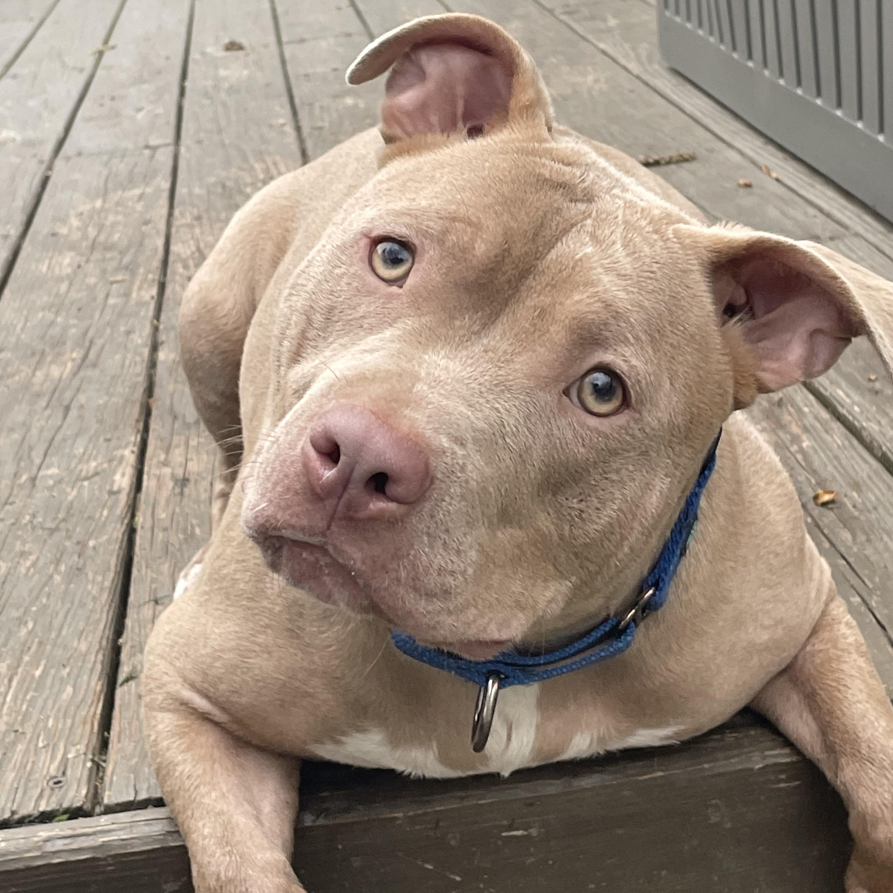 Poppy, a Adopted American Bully in Allen Park, MI image 3/5