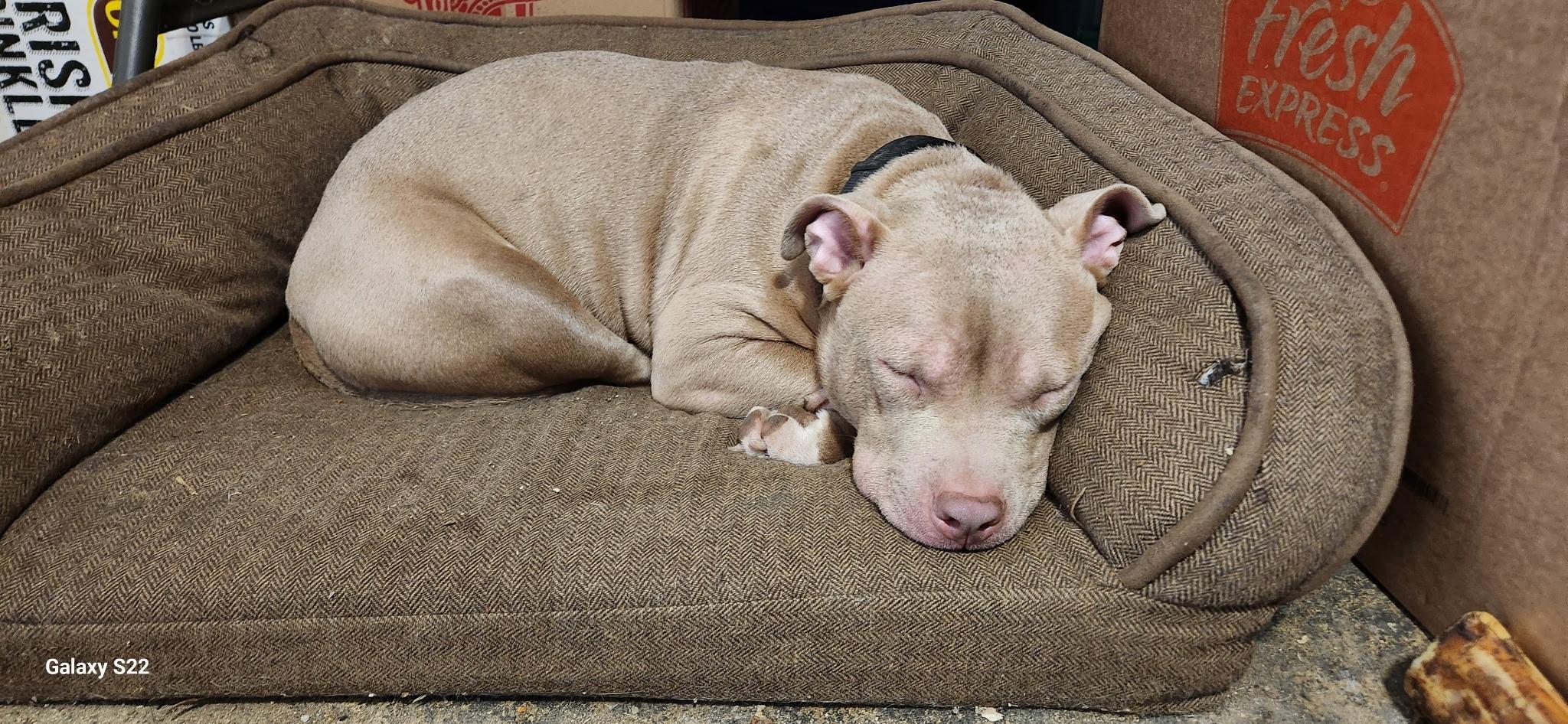 Poppy, a Adopted American Bully in Allen Park, MI image 4/5