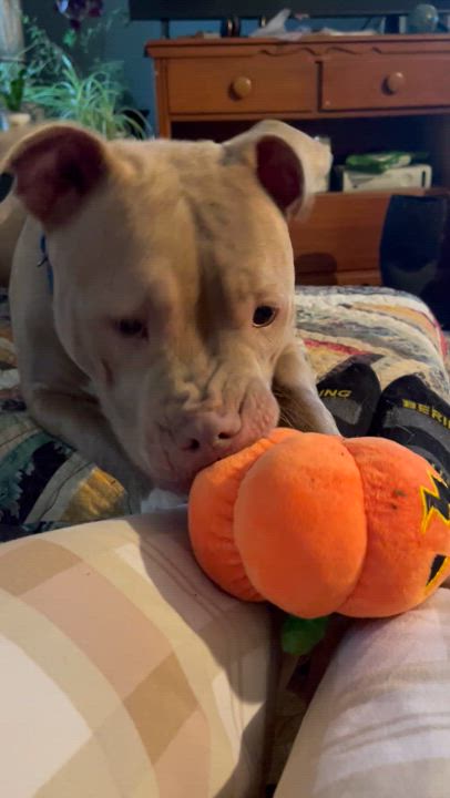 Enlarge Poppy, a Adopted American Bully in Allen Park, MI video 5/5