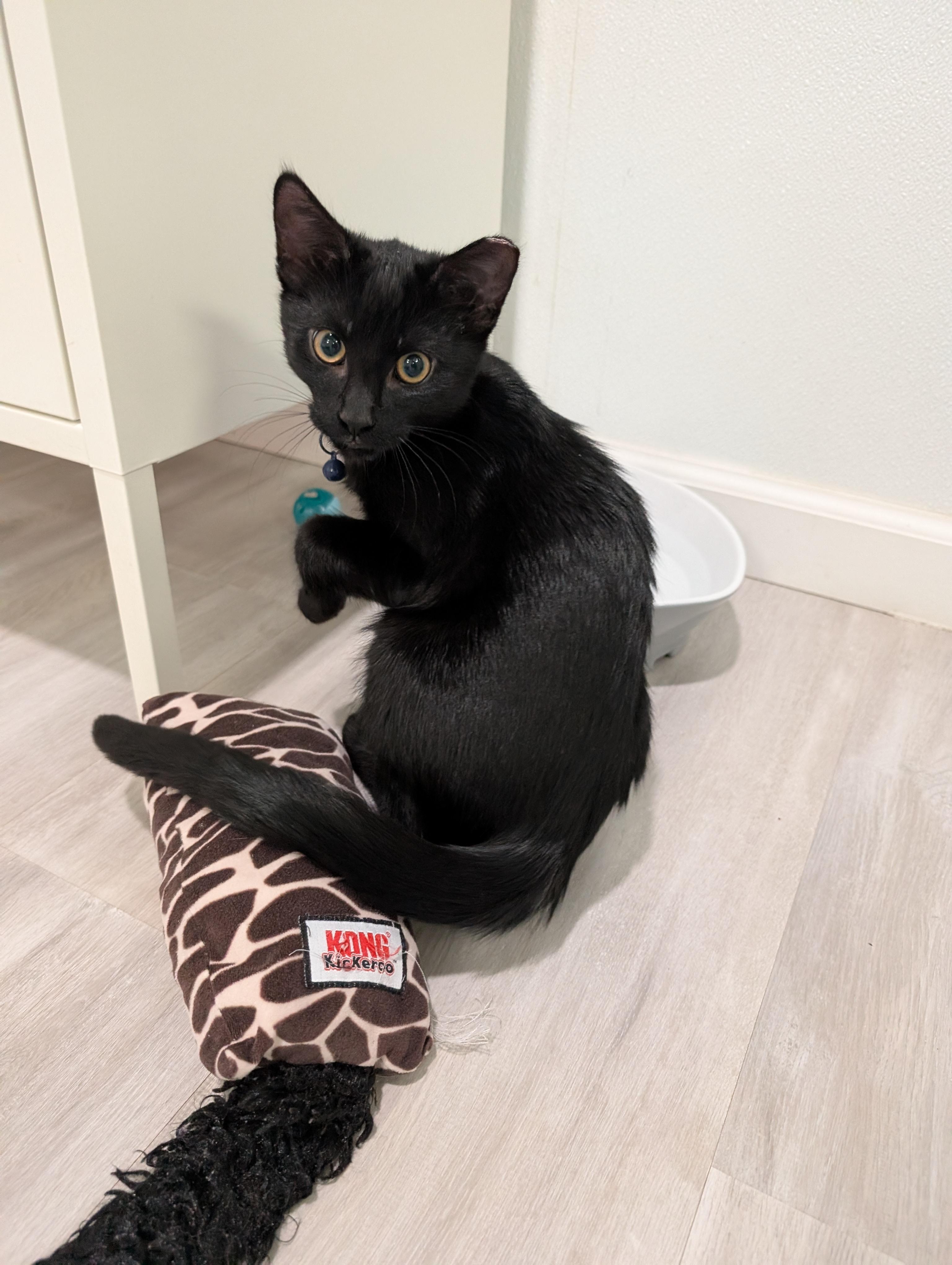 Fix-It Felix Jr, Adoptable, Young Male Domestic Short Hair.