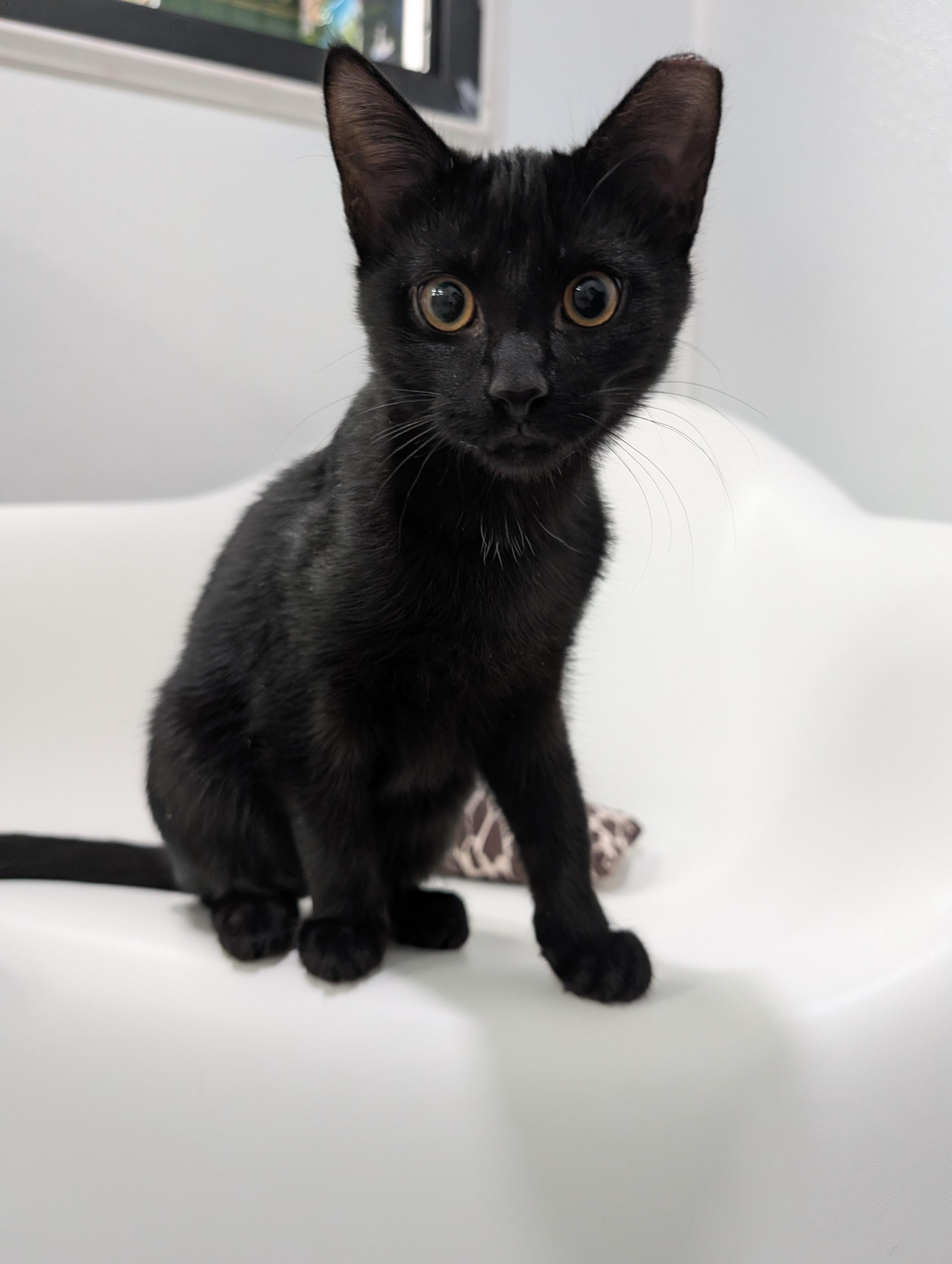 Fix-It Felix Jr, a Adoptable mixed breed in Zebulon, NC image 4/4