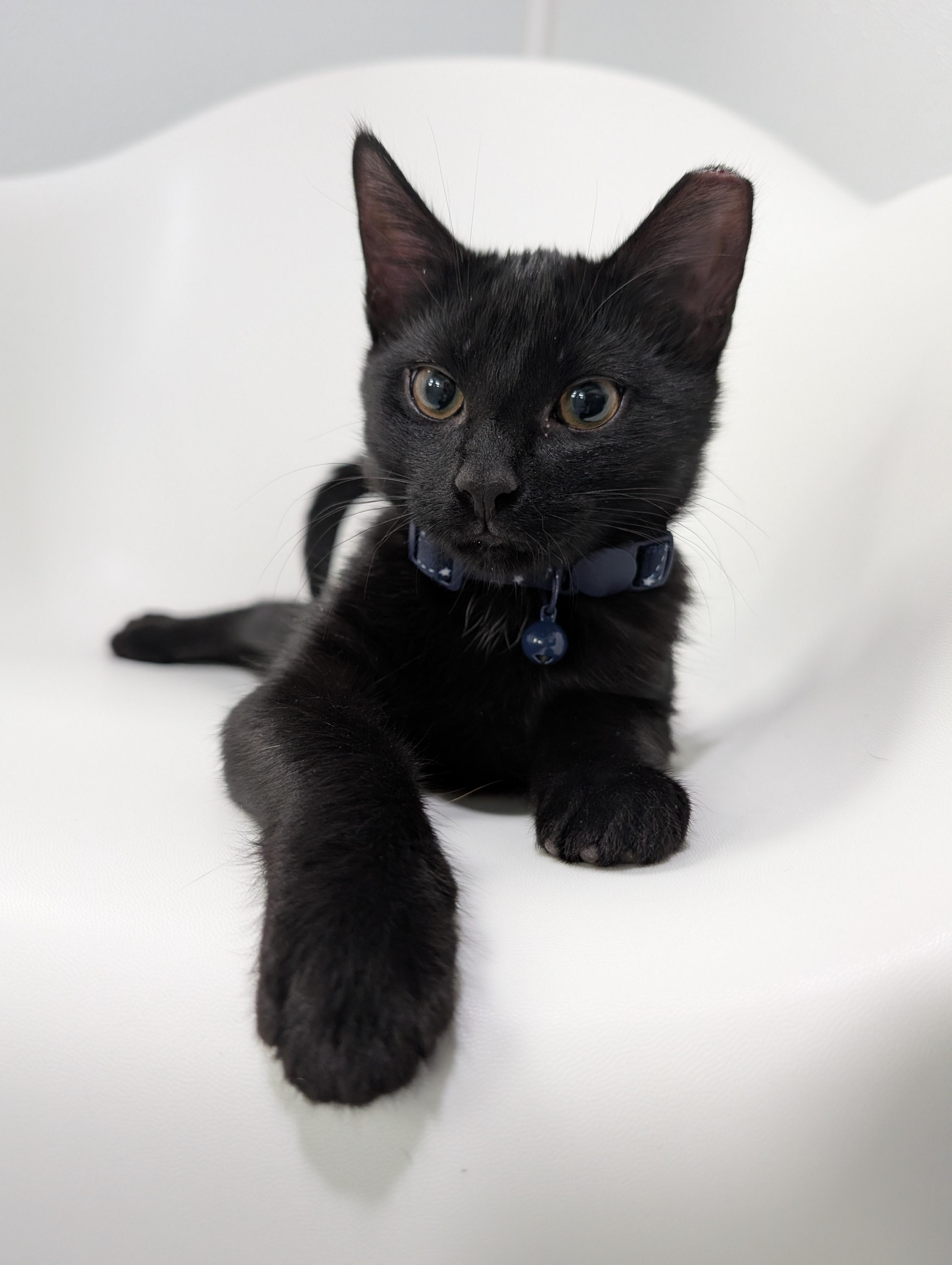 Fix-It Felix Jr, Adoptable, Young Male Domestic Short Hair.