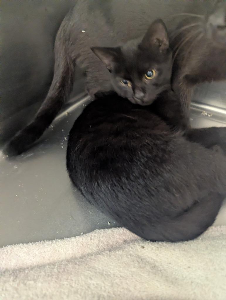 DrumStick, Adoptable, Kitten Male Domestic Short Hair.
