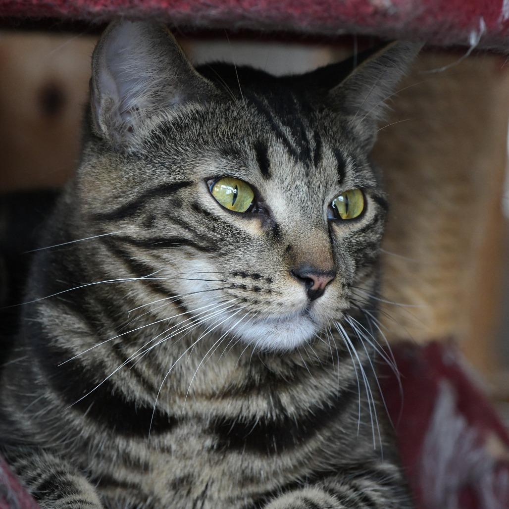 Rasam — thumbnail 2