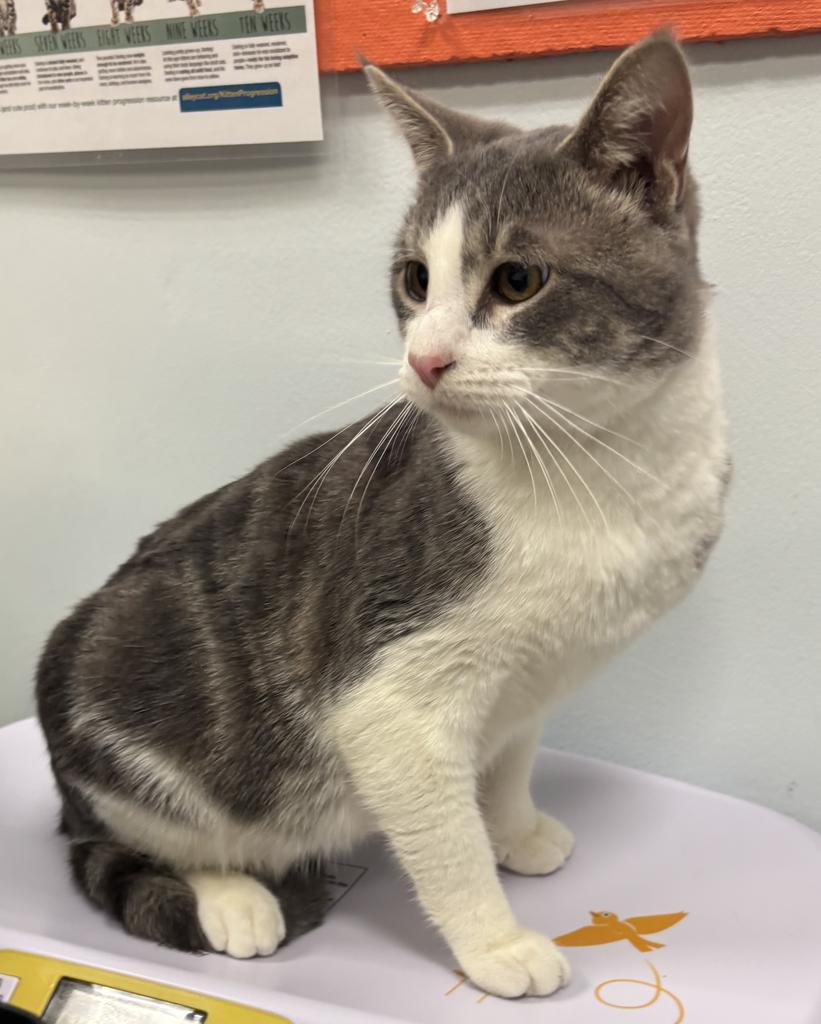 Ewing, Adoptable, Kitten Male Domestic Short Hair.