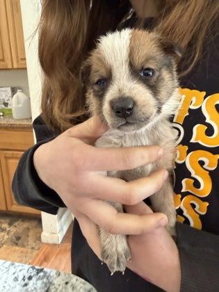Odin, Adoptable, Young Male Mixed Breed & Mixed Breed.