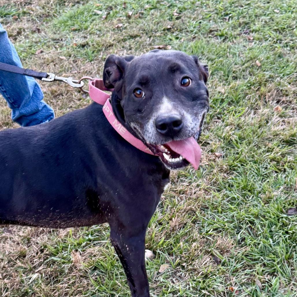 Gypsee, Adoptable, Adult Female Pit Bull Terrier.