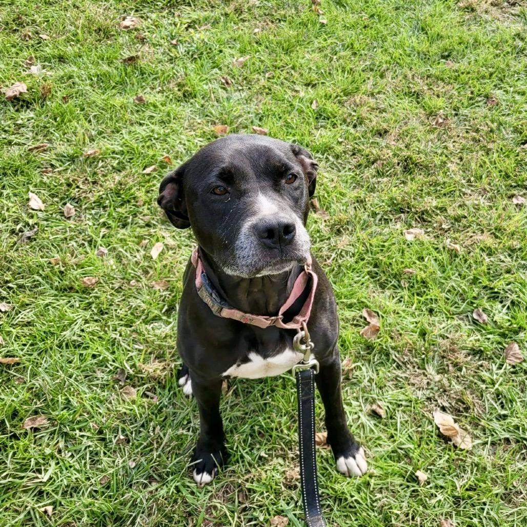 Gypsee, a Adoptable Pit Bull Terrier in Natchitoches, LA image 2/2