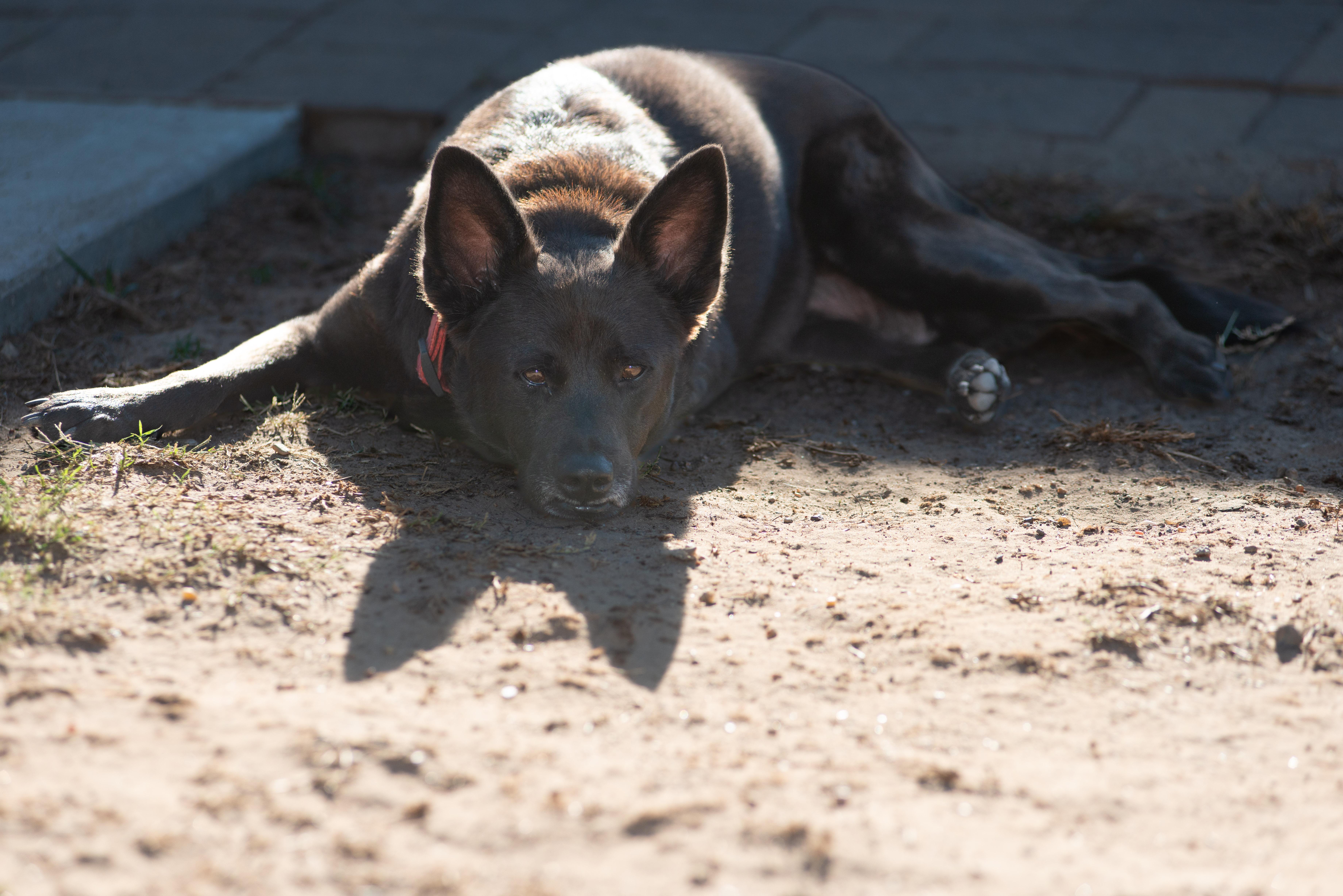 Enlarge Bluebell, a Adoptable mixed breed in Richmond, TX image 3/5