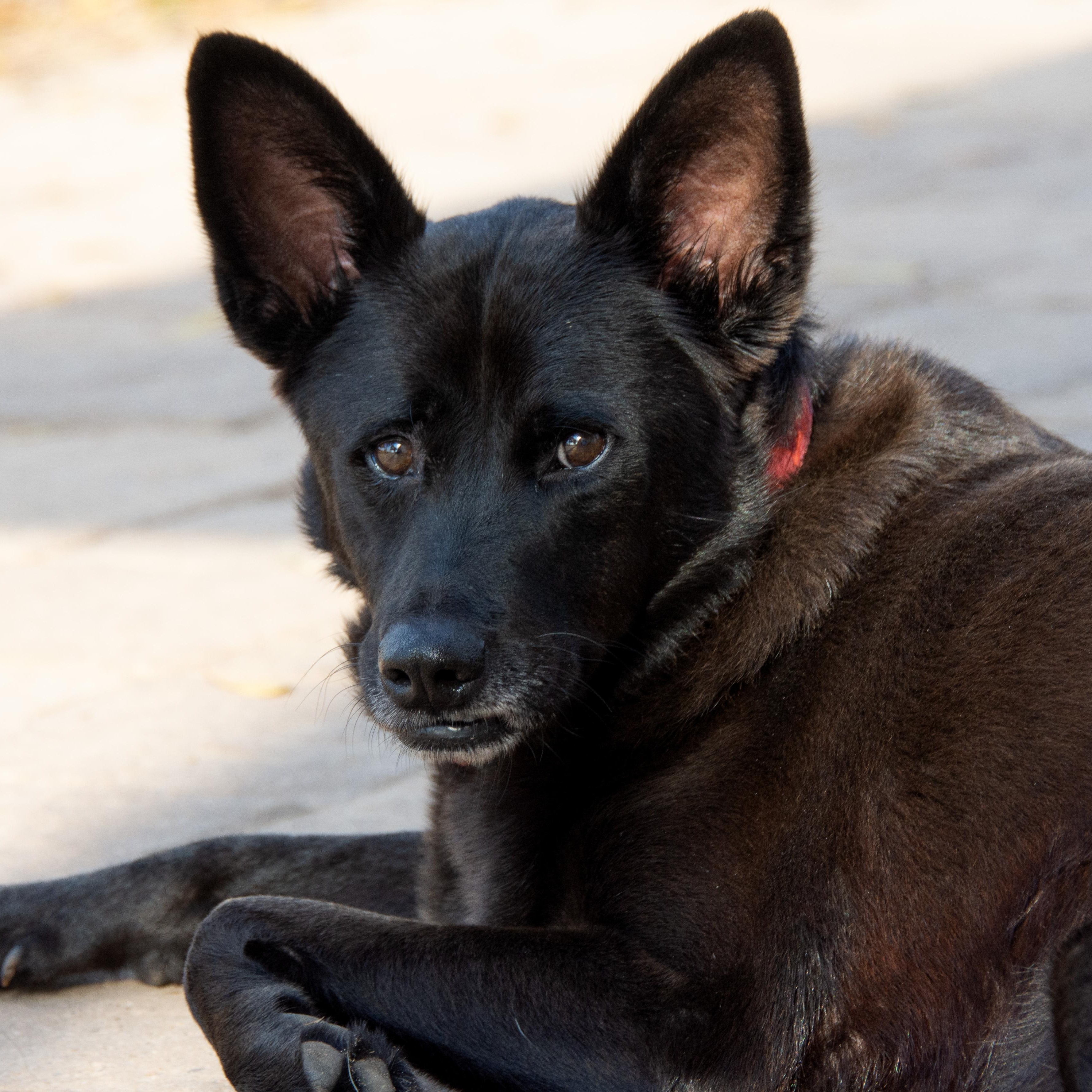 Enlarge Bluebell, a Adoptable mixed breed in Richmond, TX image 1/6