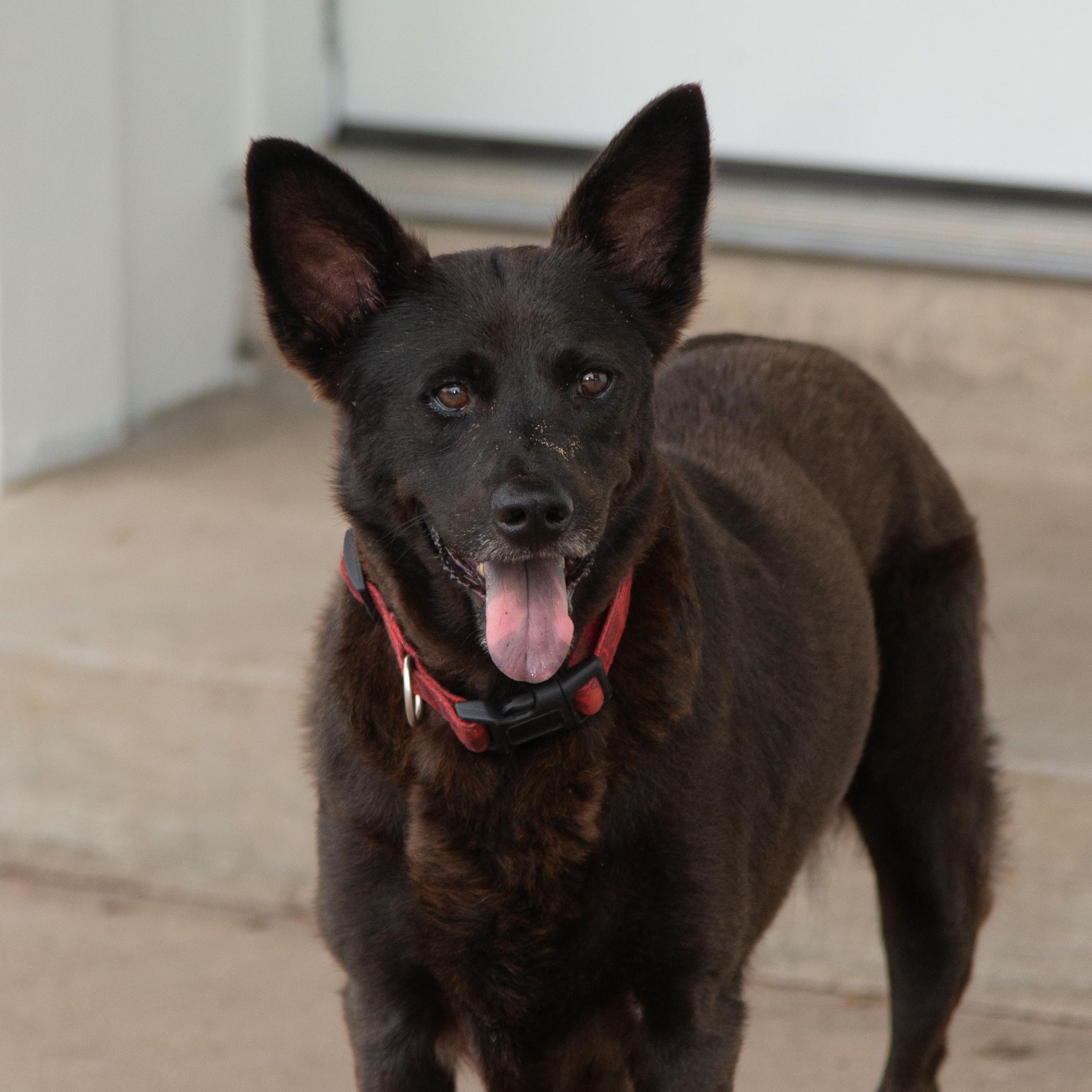 Enlarge Bluebell, a Adoptable mixed breed in Richmond, TX image 2/5