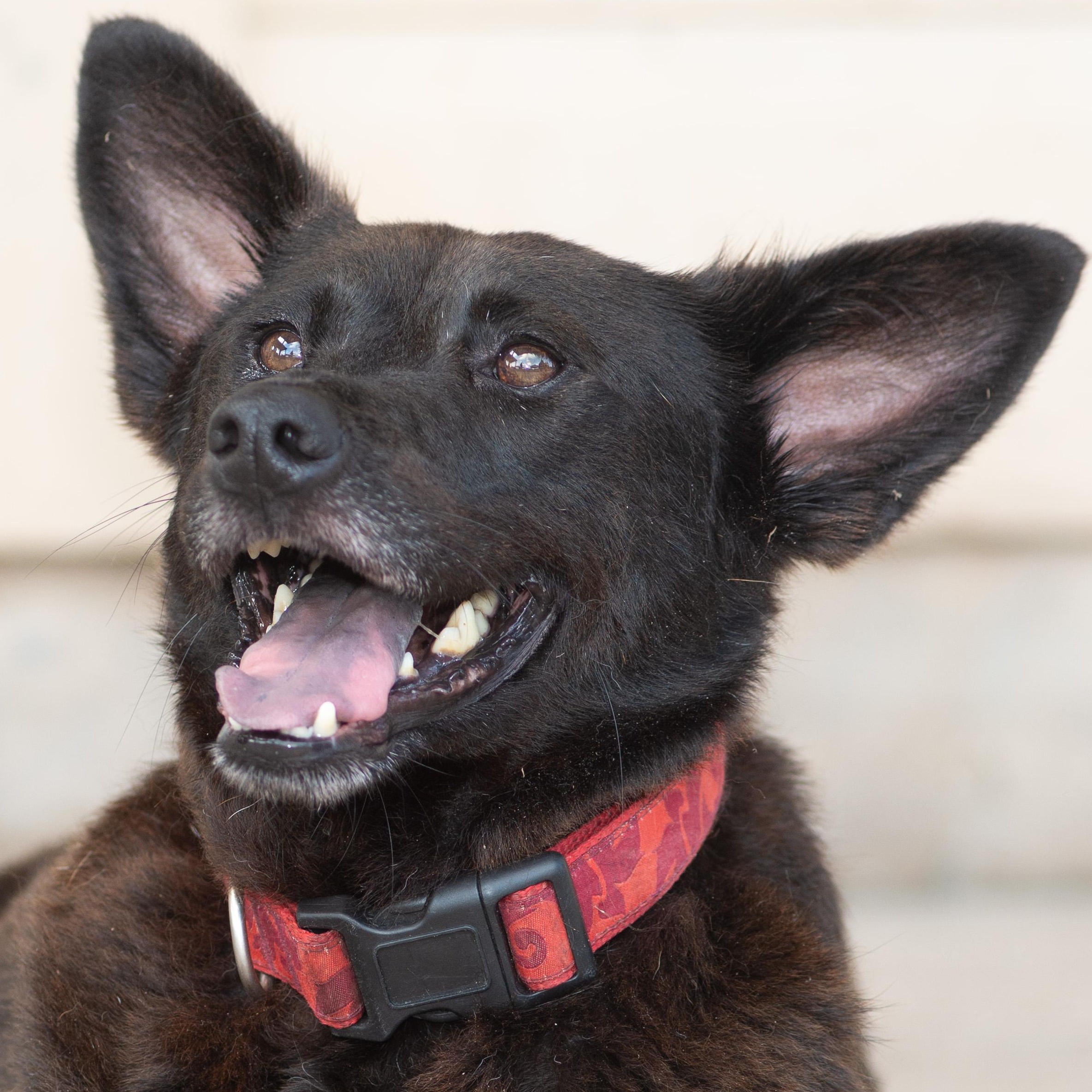 Enlarge Bluebell, a Adoptable mixed breed in Richmond, TX image 1/5