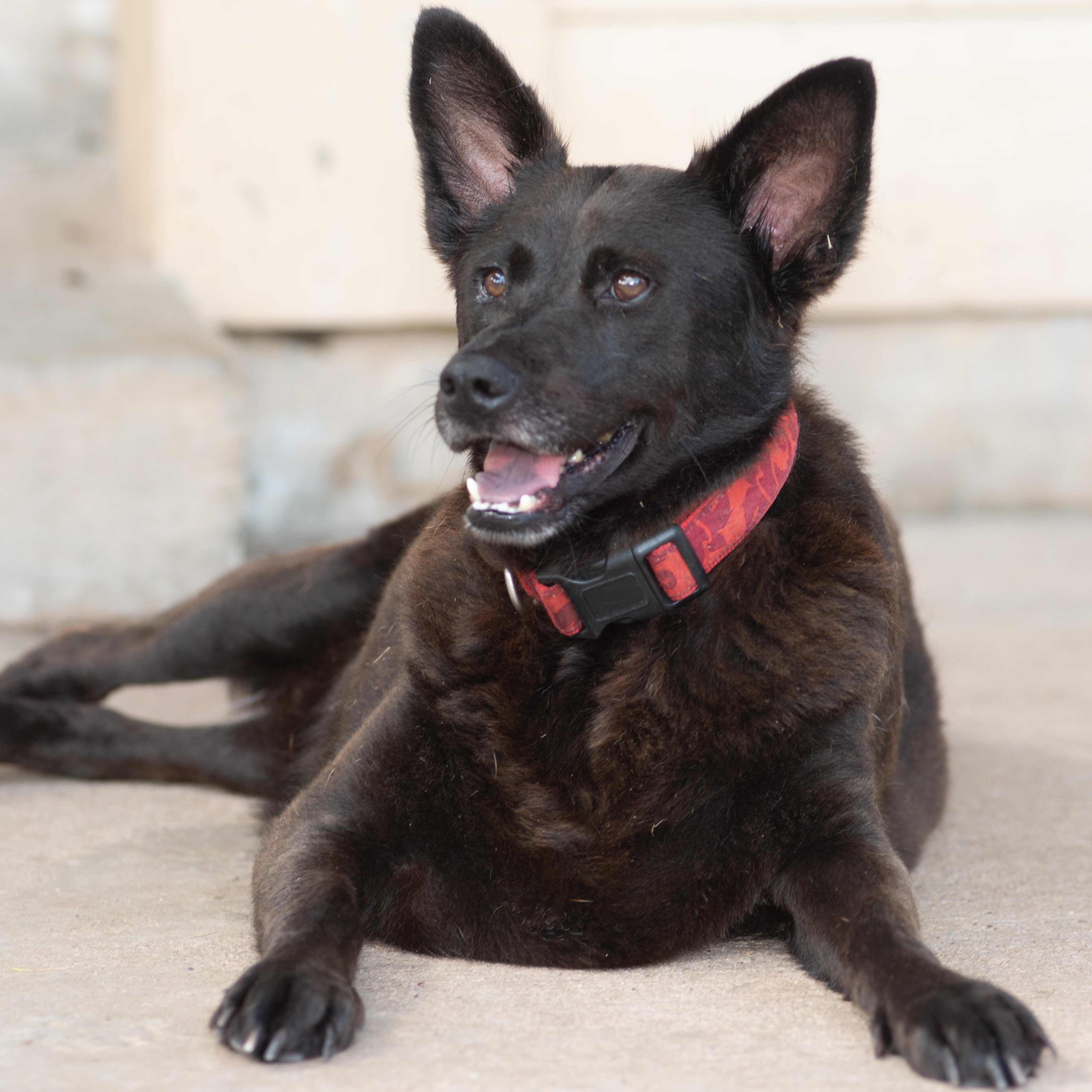 Enlarge Bluebell, a Adoptable mixed breed in Richmond, TX image 5/5
