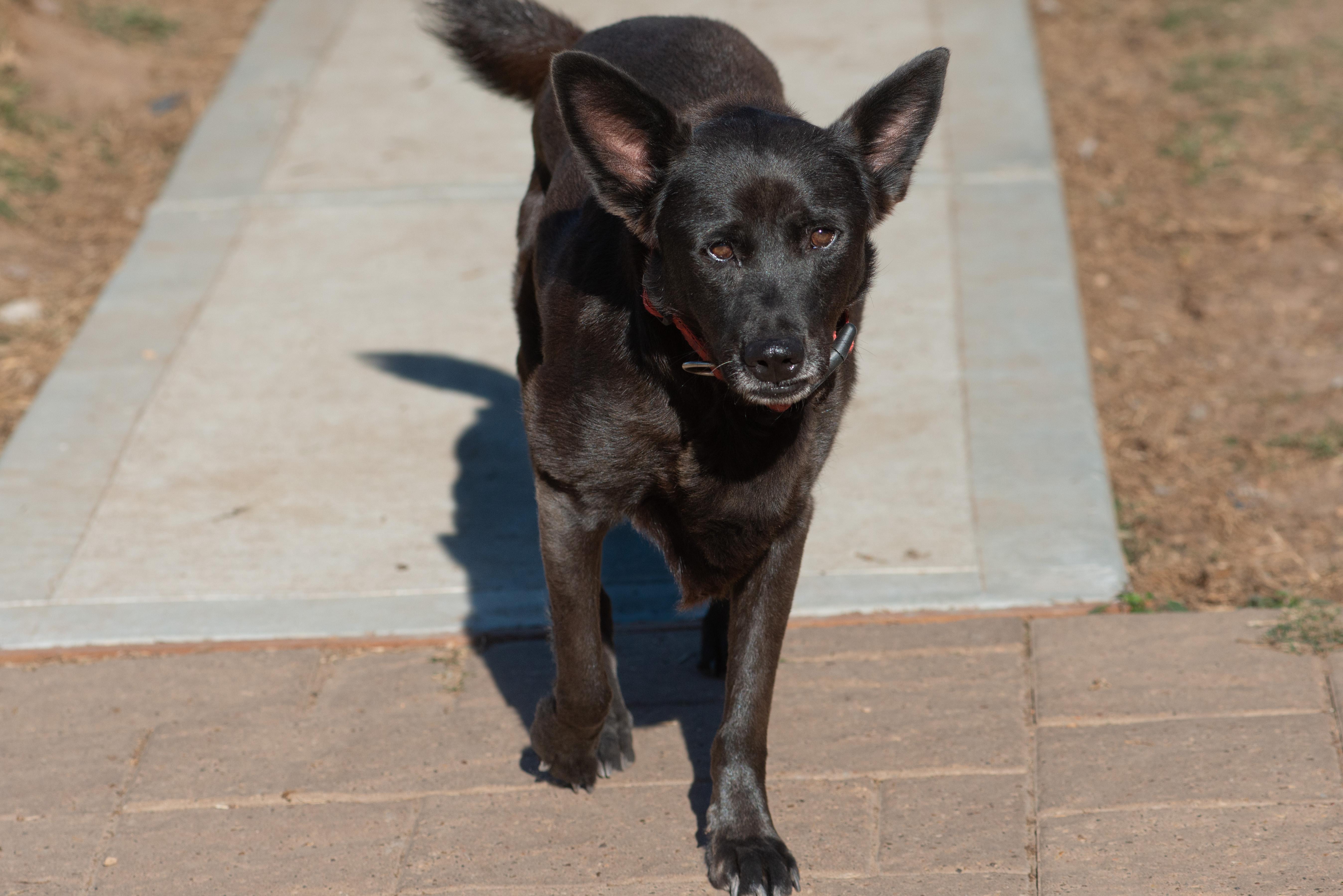 Enlarge Bluebell, a Adoptable mixed breed in Richmond, TX image 4/5