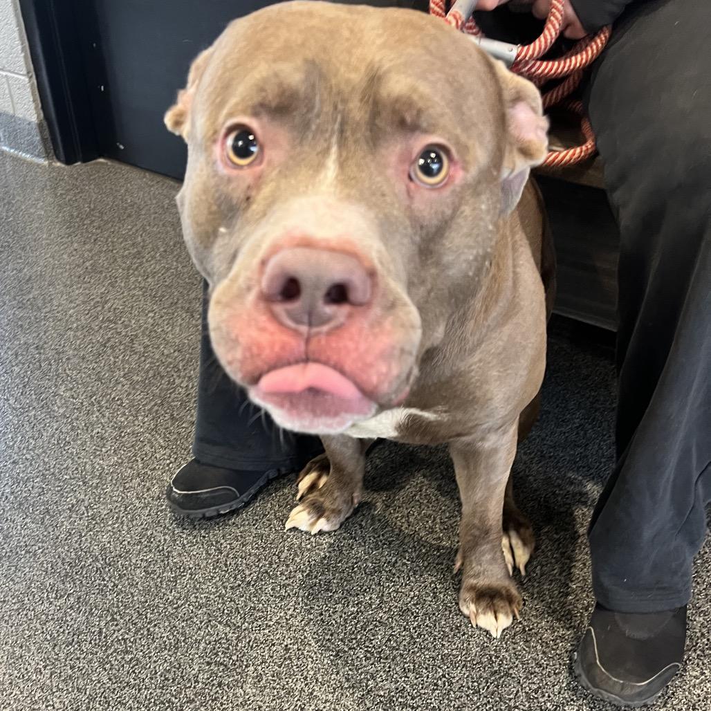 Enlarge Mighty Joe Young, a Adoptable Pit Bull Terrier in Allentown, PA image 1/5