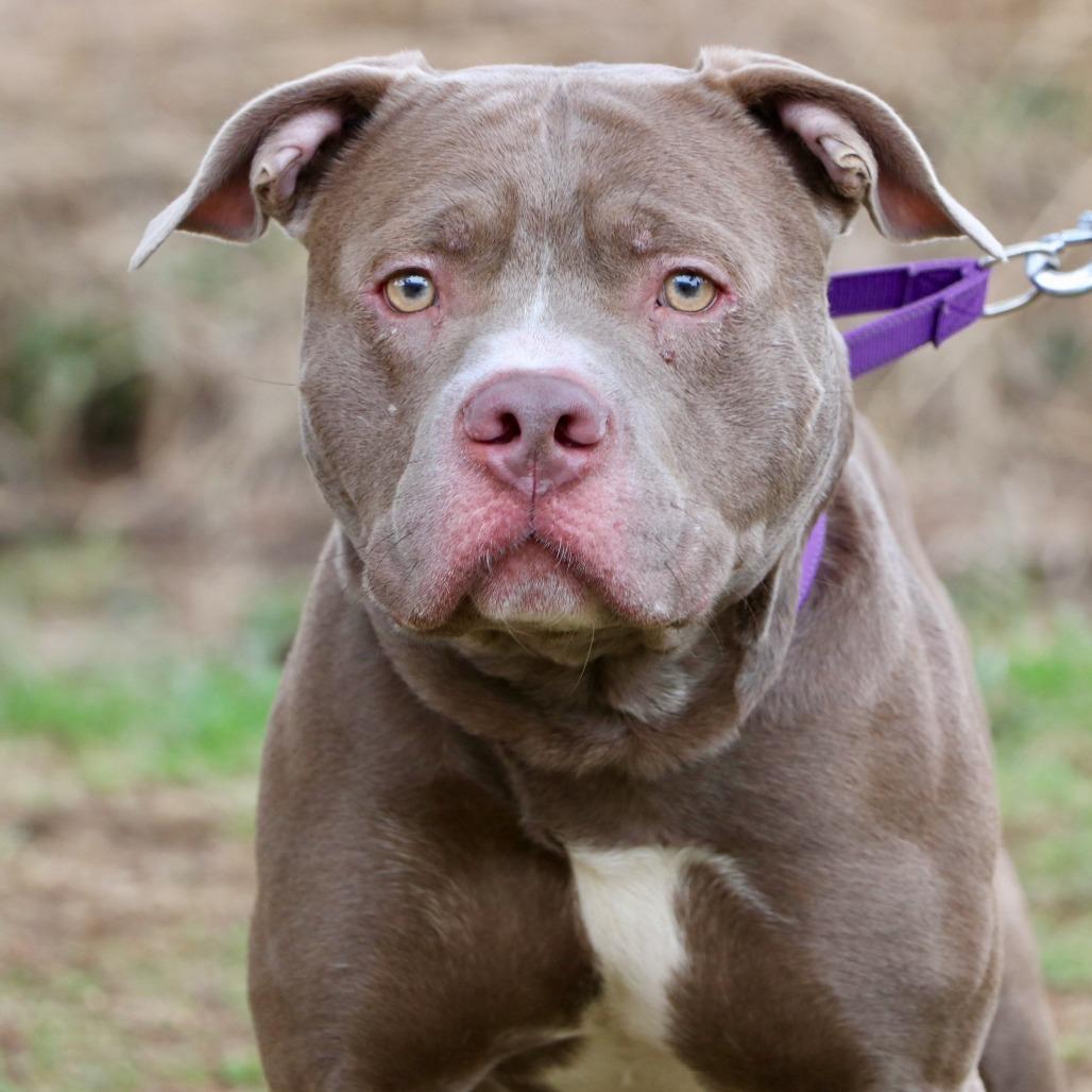 Enlarge Mighty Joe Young, a Adoptable Pit Bull Terrier in Allentown, PA image 2/5