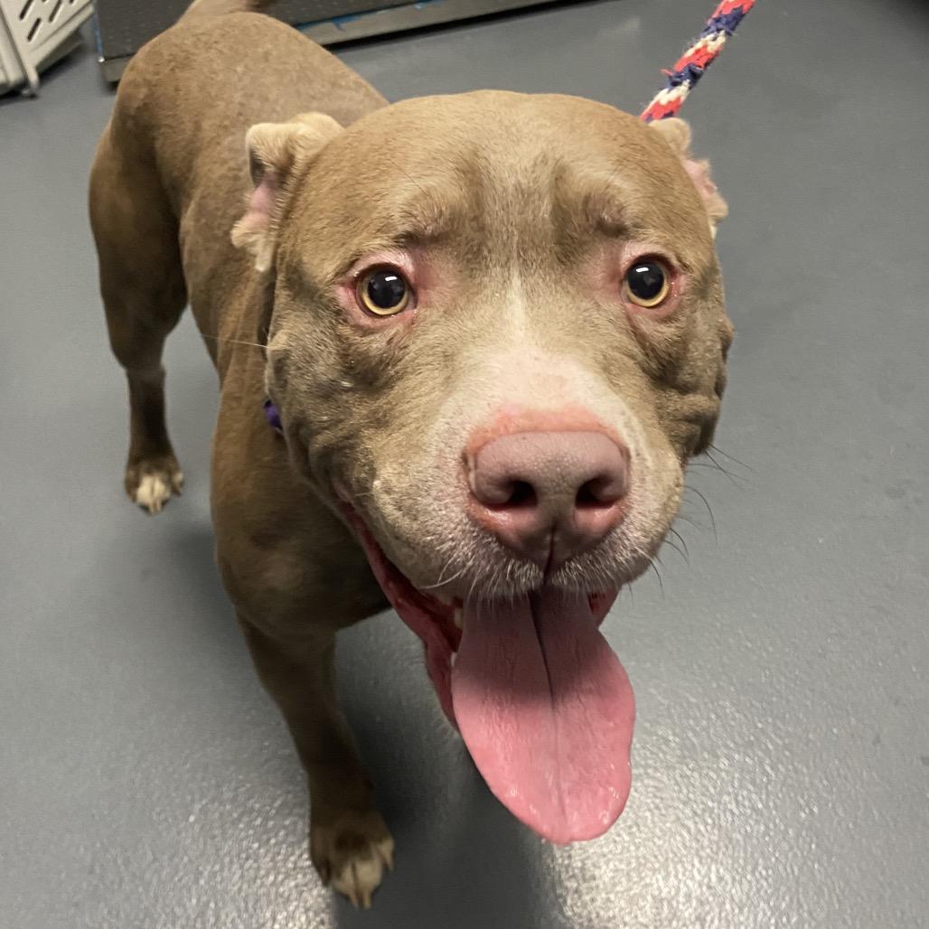 Enlarge Mighty Joe Young, a Adoptable Pit Bull Terrier in Allentown, PA image 3/5