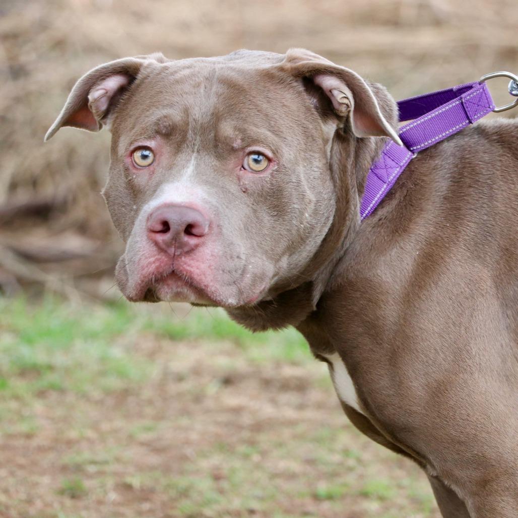 Enlarge Mighty Joe Young, a Adoptable Pit Bull Terrier in Allentown, PA image 4/5