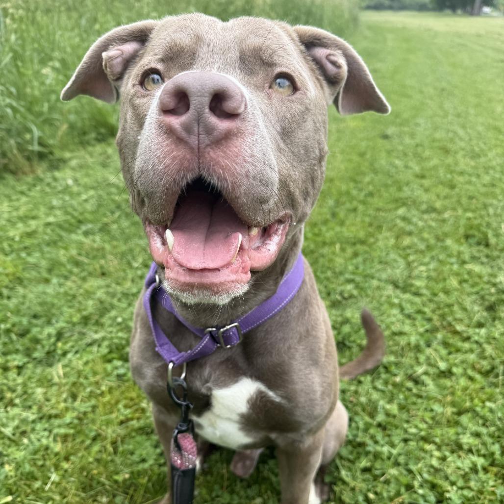 Enlarge Mighty Joe Young, a Adoptable Pit Bull Terrier in Allentown, PA image 5/6