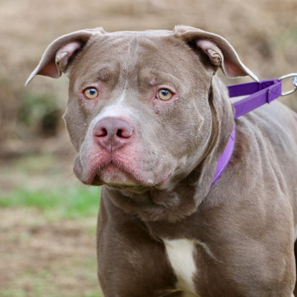Enlarge Mighty Joe Young, a Adoptable Pit Bull Terrier in Allentown, PA image 5/5